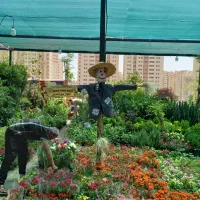 فروشنده گل و گیاه آپارتمانی