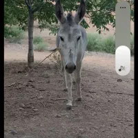 خرماده جوان زرنگ