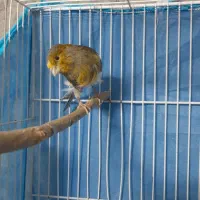 جوجه عروس هلندی و قناری|پرنده|خاش, |دیوار