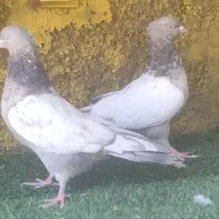 کبوتر سینه کوهی نر