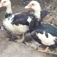 خروس برهما،اردک اصلاحی سفید جثه بزرگ|حیوانات مزرعه|کوچصفهان, |دیوار