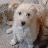 این سگ گم شده اگردیدینش تماس بگیرید شیرینی میدم|سگ|فیروزآباد (فارس), |دیوار