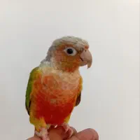 طوطی گرینچیک