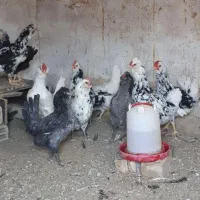 تعدادی مرغ و خروس گلین اصل