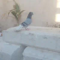 کبوتر (کفتر) دم سفید