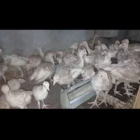 معاوزه بوقلمون با ذرت وسویا