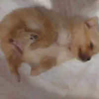 پامر روباهی ۱۰ ماهه ماده|سگ|تهران, صادقیه|دیوار