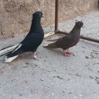 کبوتر دمسفید و طوقی