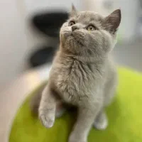 بچه گربه اسکاتیش واگذاری