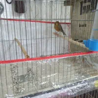 قنار نر مست مست