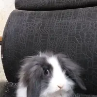 واگذاری رایگان چند تا بچه خرگوش زیبا و بازیگوش|موش و خرگوش|آبادان, |دیوار