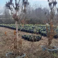 فروش-زمین-سنددار-داخل-طرح-شهرکی-تازه-آبادکلاچای