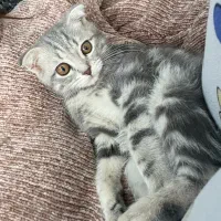 اسکاتیش فولد