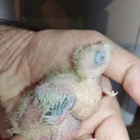 دو عدد جوجه عروس هلندی گلباقالی سرلاکی|پرنده|کرمان, |دیوار