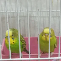 مرغ عشق مولد همراه با دو جوجه