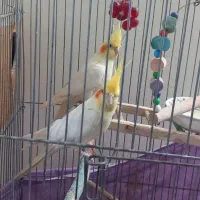 عروس هلندی لوتینو مولد