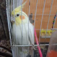 عروس هلندی سالم سن 1سال
