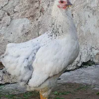 مرغ واروک|حیوانات مزرعه|مسجد سلیمان, |دیوار