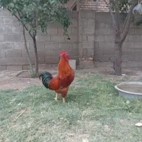 خروس محلی دورگ