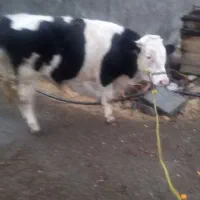 گوساله ی سیمنتال