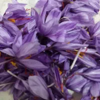 گل زعفران فروشی