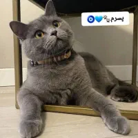 اسکاتیش خالص