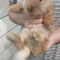 خرگوش لوپ نژاد دار