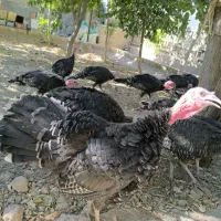 بوقلمون سالم و درشت|حیوانات مزرعه|مشهد, فتح المبین|دیوار