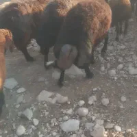 تعدادی میش چاق ونر بز چاق