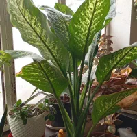 گل آپارتمانی|گل و گیاه طبیعی|مرودشت, ژیان|دیوار