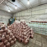 بادام زمینی