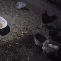 ۵عدد مرغ روستا تخمی یک عدد خوروس محلی نژاد اصل|حیوانات مزرعه|عجب شیر, |دیوار