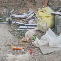 خروس|حیوانات مزرعه|بربرود, |دیوار