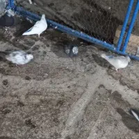 کبوتر فروشی