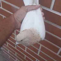 کبوتر کفتر خارجی. رنگ  نایاب