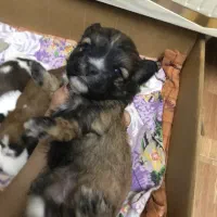 توله سگ شیتزو تریر|سگ|رشت, دیلمان|دیوار