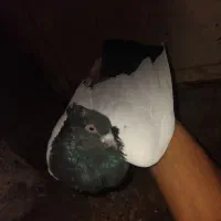 جفت‌ماده‌به‌شرط|پرنده|ساوه, |دیوار