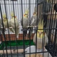 فروش 8عدد عروس هلندی  1جفت مولد|پرنده|شفت, |دیوار