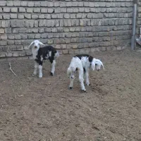 قوچ پلنگی|حیوانات مزرعه|بروجرد, |دیوار