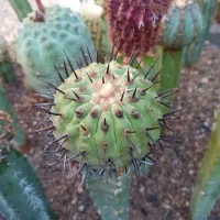 کاکتوس .گل .|گل و گیاه طبیعی|کازرون, |دیوار