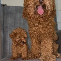 توله توی پودل دوسر وارداتی