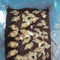 حلزون آلبینو