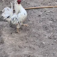 مرغ خروس گلین|پرنده|کرج, شهرک نهال و بذر|دیوار