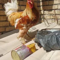 سه تا خروس پاپریک دیلگونی