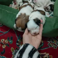 شیتزو سوپر فلت|سگ|تربت‌حیدریه, اندیشه|دیوار