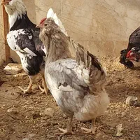 تخم نطفه دار مرغ گلین لری|حیوانات مزرعه|مشهد, مقصود آباد|دیوار