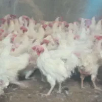 مرغ سفید تخم گزار و مخصوص قربانی|حیوانات مزرعه|قوچان, |دیوار