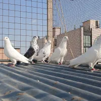 کفتر تهرونی،رنگه،ساده