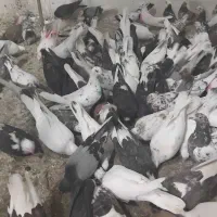 کفتر قم بار1شنبه پرنده کیان جدا کن فقط دونه ای100|پرنده|کرج, خرمدشت|دیوار