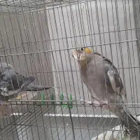 عروس هلندی